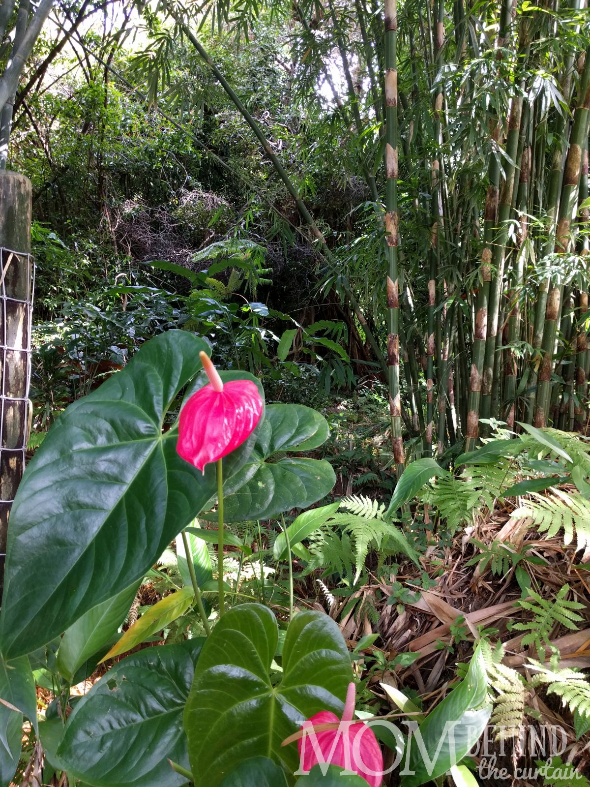 Road to Hana - Garden of Eden