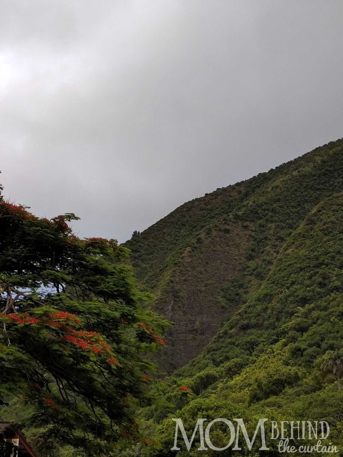 Maui tropical scenery, flowering tree, Iao Valley