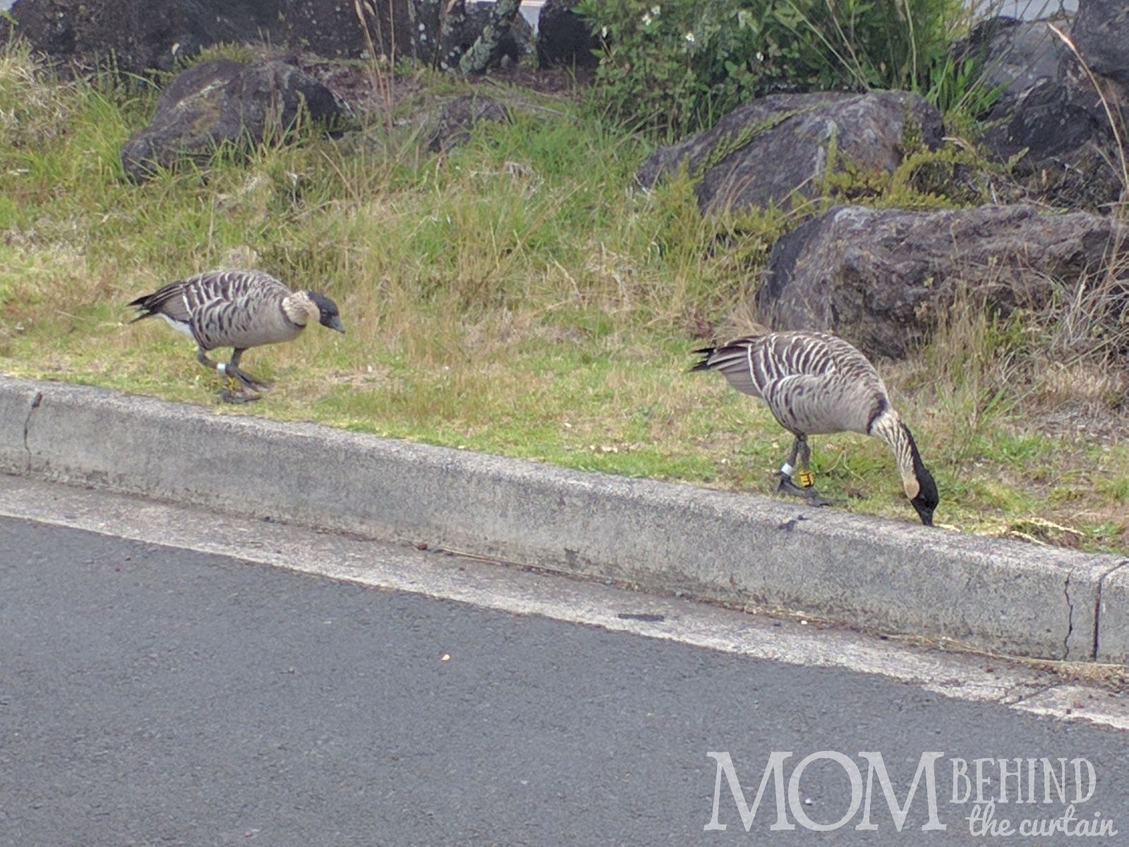 NeNe bird Hawaii on Maui Summit and crater drive.