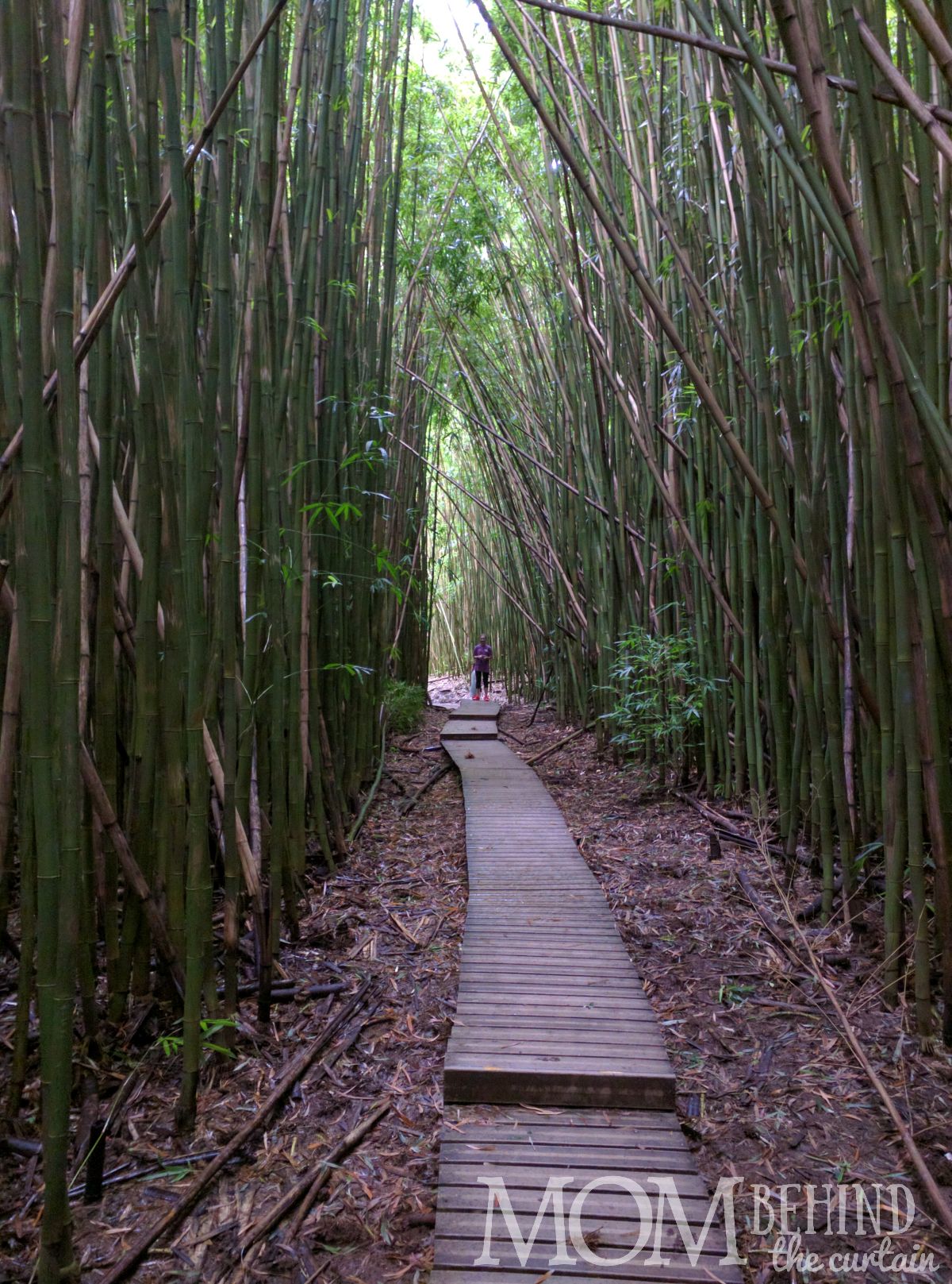 Pipiwai trail boardwalk through the bamboo forest off the Road to Hana.