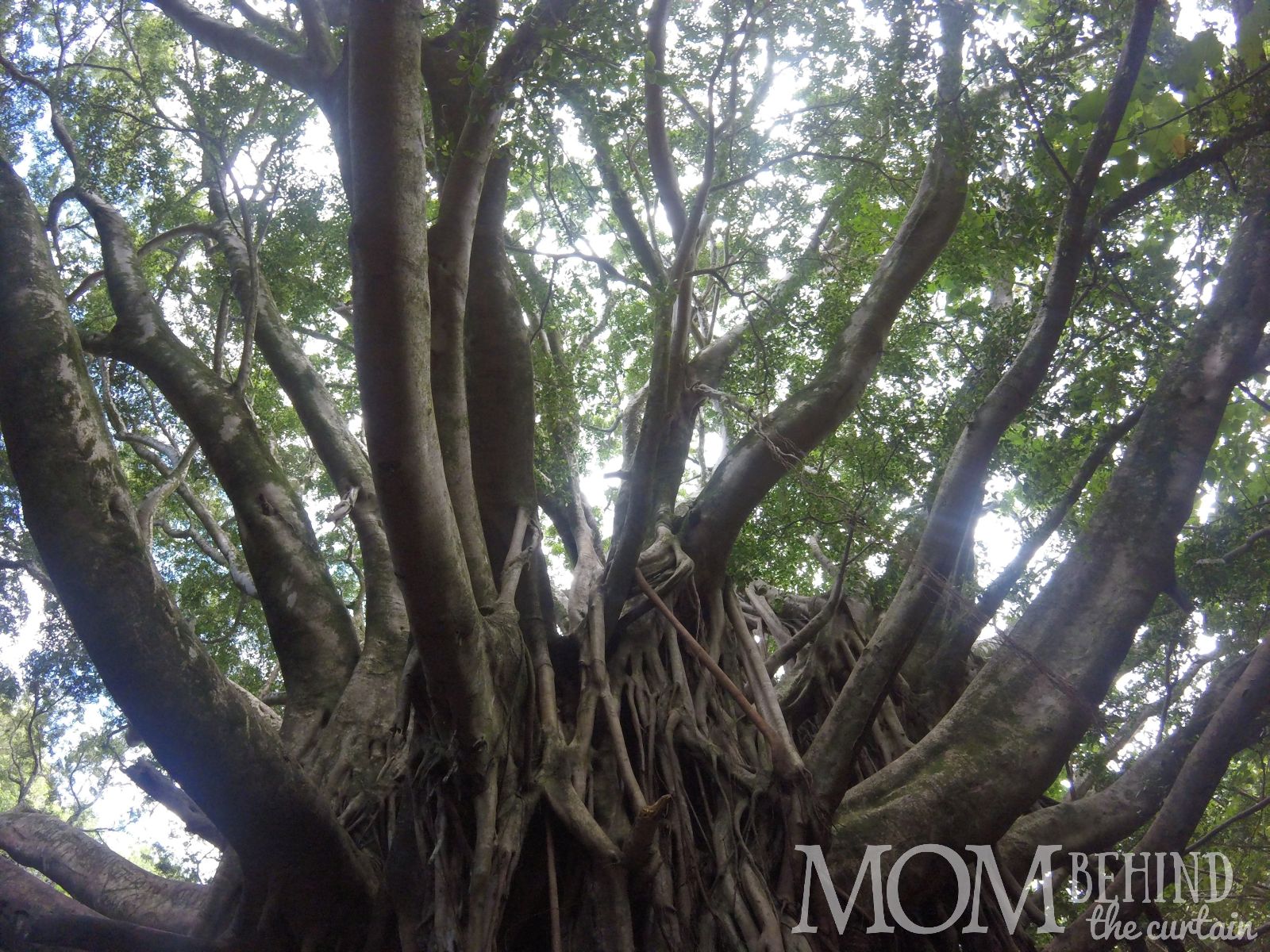 Banyan tree, tree climber's dream, on the Pipiwai trail to the Bamboo Forest, Maui