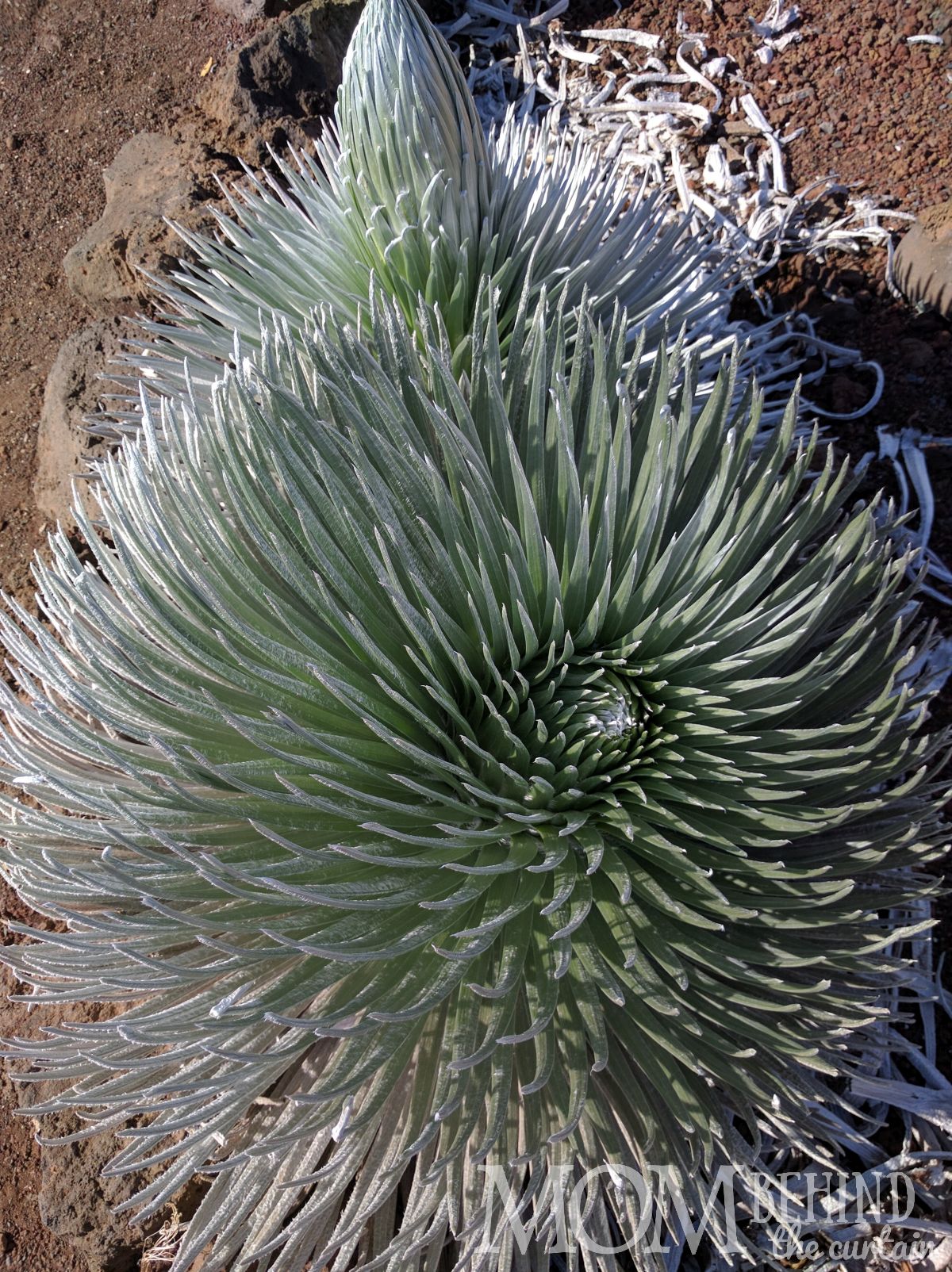 Silversword plant Haleakala Summit and Crater Maui