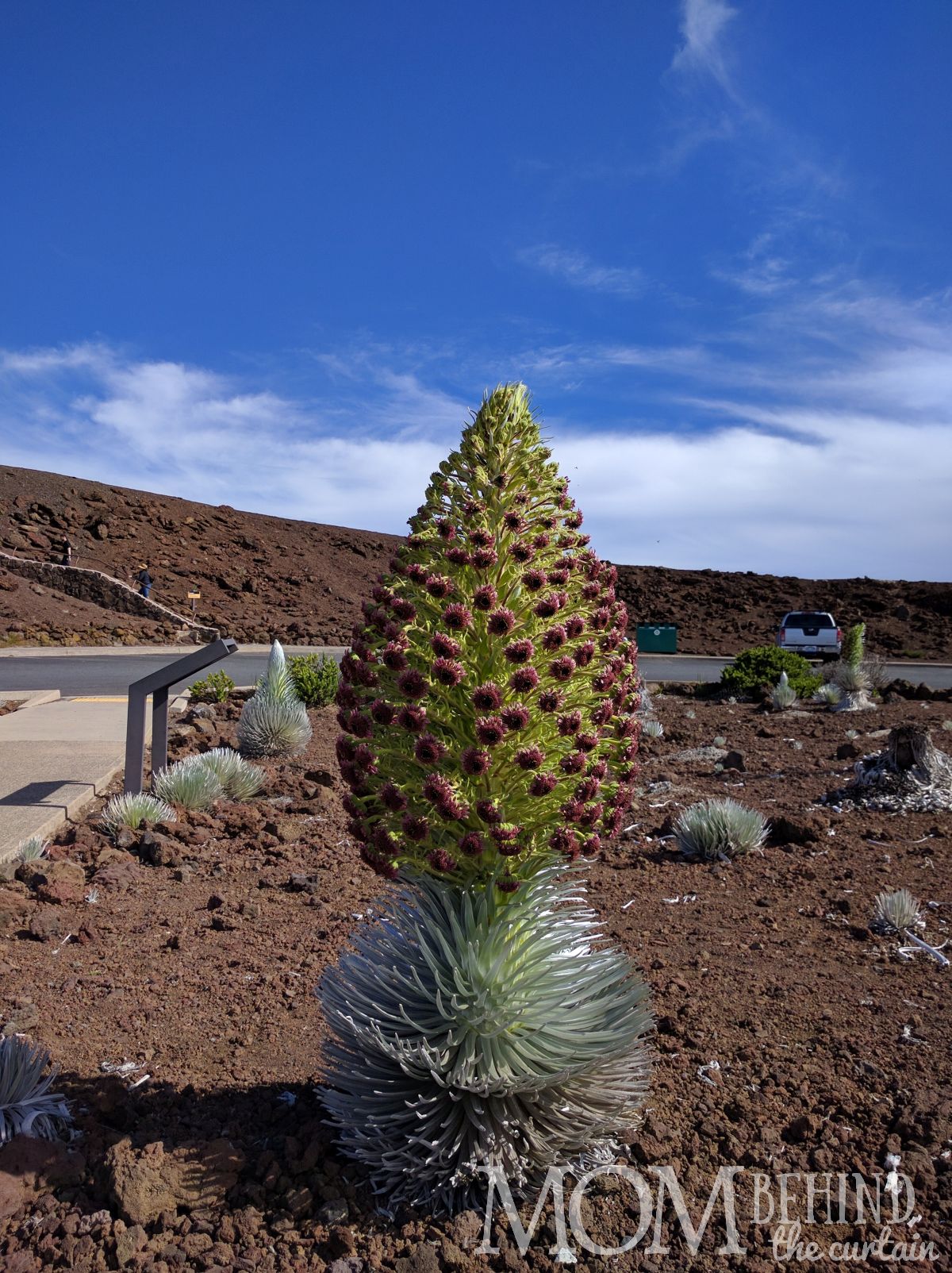 Silversword in bloom in the garden Haleakala Summit Maui.